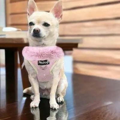 Pink Paws Pet Parade Kit: Ultimate Style & Comfort 🐾-0